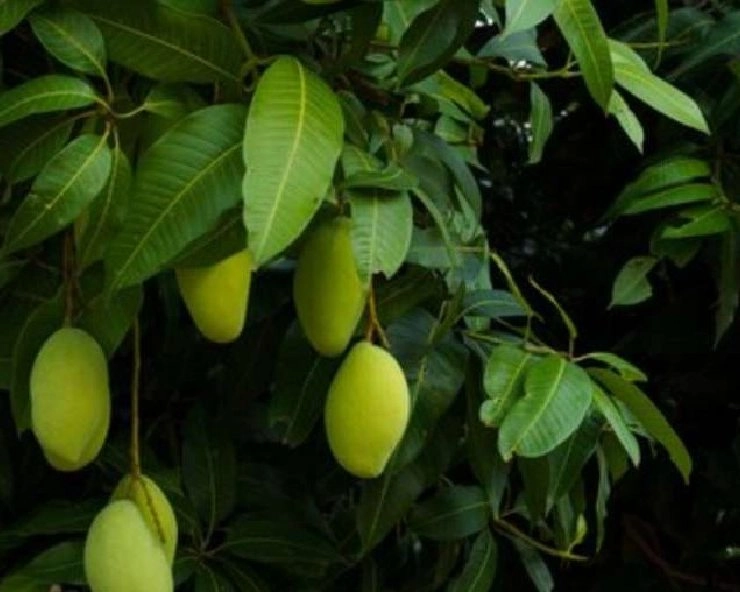 आप नहीं जानते होंगे, आम के पत्तों के ये 12 सेहत फायदे - Mango Leaf Health Benefits