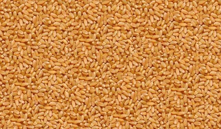 MP: एमएसपी से कम दाम पर गेहूं खरीदे जाने को लेकर किसानों का चक्काजाम - farmers scramble for wheat