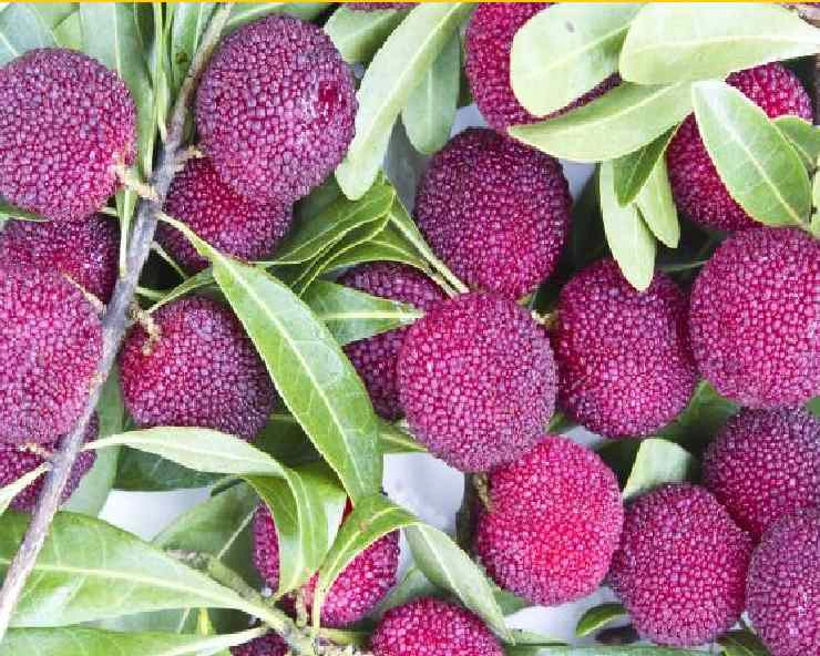 Bayberry Banefits क्या है, काफल के 7 फायदे? - Bayberry Health Banefits