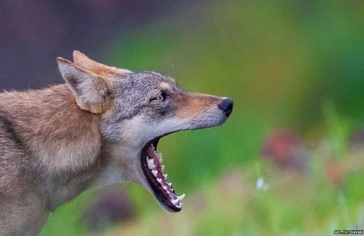 खरगोन जिले में भेड़ियों के हमले में 32 लोग घायल - 32 injured in wolf attack