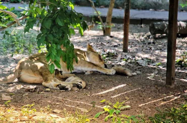 इंदौर के चिड़ियाघर में बढ़ा शेरों का कुनबा, 3 शावकों का जन्म - A lioness gave birth to 3 cubs in Indore