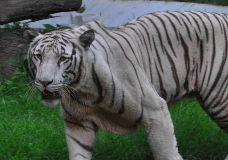 MP : विंध्य को बाघों से आबाद करने वाली सफेद बाघिन विंध्या की मौत, 1 बाघ और 1 शावक का शव मिला - Death of white tigress Vindhya