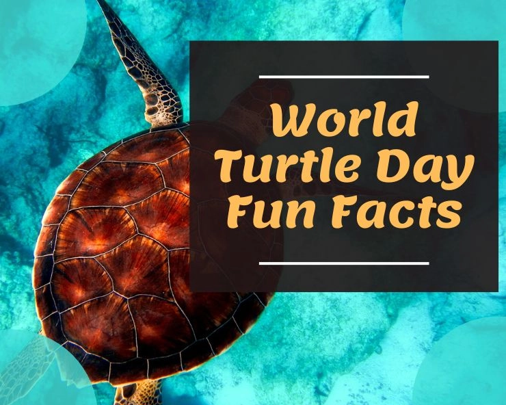 World Turtle Day 2023 Facts