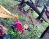जम्मू के किश्तवाड़ में तंबू पर पेड़ गिरा, एक ही परिवार के 4 लोगों की मौत