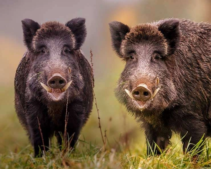 death of pigs: मेघालय के 4 जिलों में अफ्रीकन स्वाइन फ्लू से 117 सूअरों की मौत - African swine flu kills 117 pigs in 4 districts of Meghalaya