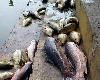 डल झील में मछलियों की मौत पर बवाल, कश्मीरी बोले G-20 बैठक ने ली जान