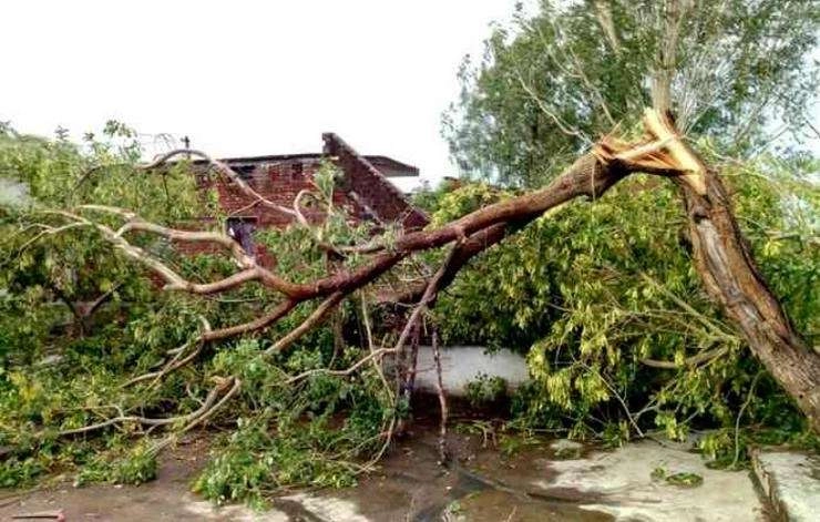 Indore: इंदौर में आधी रात को चली तेज आंधी, कई पेड़ गिरे, बिजली भी गुल - Strong thunderstorm came in Indore at midnight