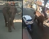 चावल के शौकीन हत्यारे हाथी अरिकोम्बन का आतंक, कुंबुम में 30 मई तक कर्फ्यू घोषित