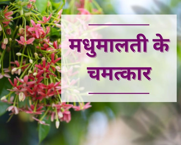 Madhumalti Plant benefits in hindi
