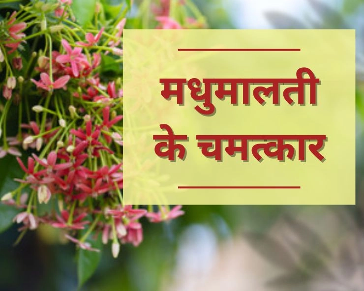 Madhumalti Plant benefits