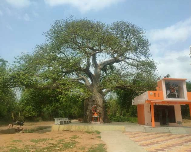World Environment Day Special Story : क्या आपने वडोदरा का यह 950 साल पुराना हेरिटेज ट्री देखा है? जानिए क्या है इस पेड़ की विशेषता - Vadodara's 950 year old heritage tree