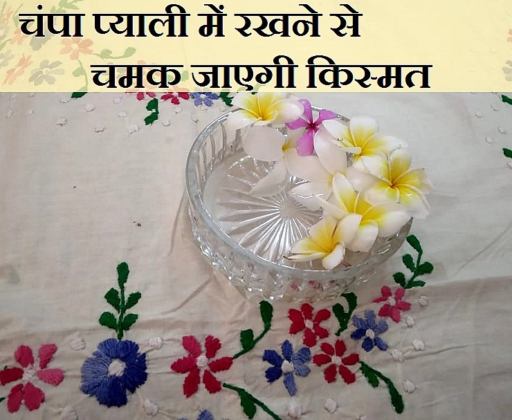 सुबह चम्पा के फूल लाकर प्याली में रखें, चमत्कार चकित कर देंगे आपको - Uses and benefits of Champa Flowers