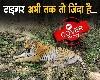 जंगलों पर इंसानी दखल और बाघों की बढ़ती आबादी से शहरों में आने को मजबूर हुए टाइगर