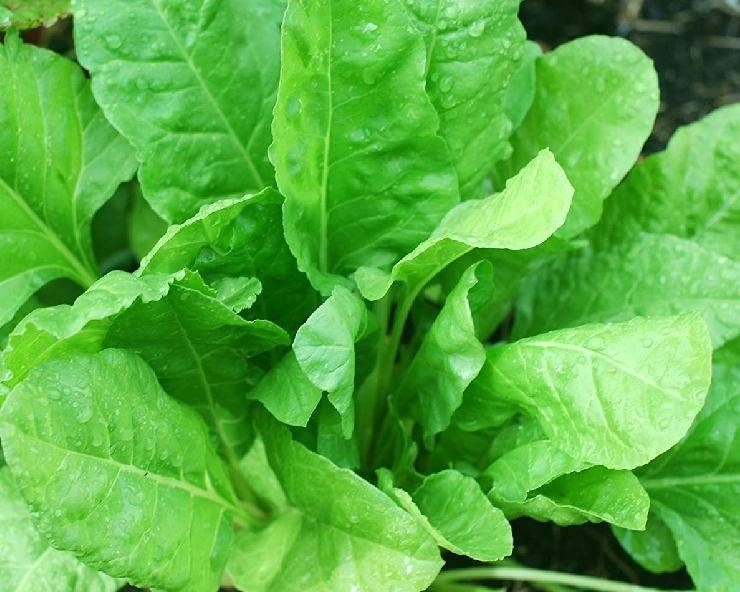 Health Tips : बारिश में क्यों नहीं खाना चाहिए ये खास हरी सब्जियां