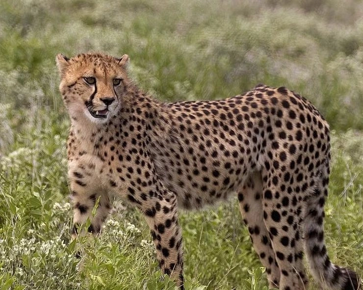Cheetah in mp