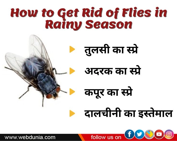 small flies during rainy season