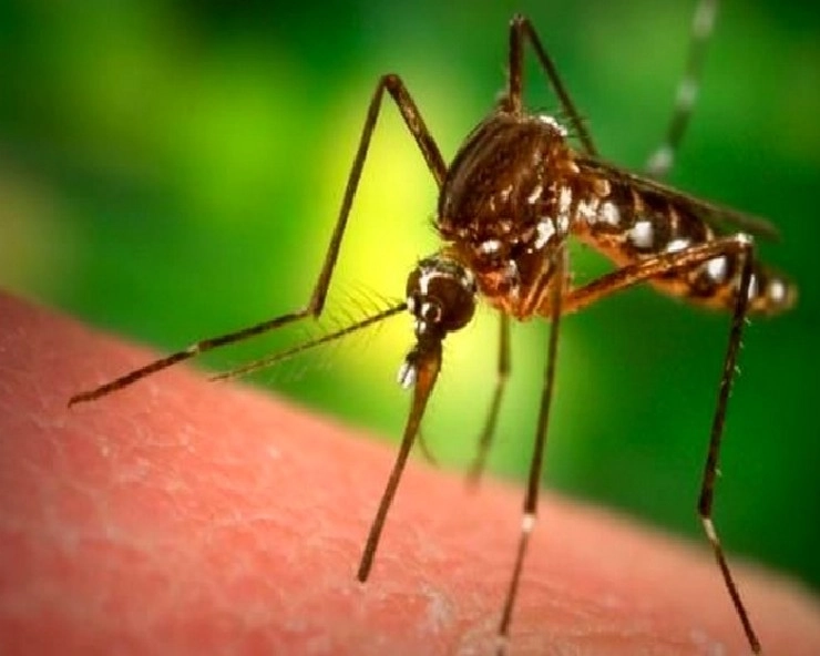 डेंगू निरोधक दिवस: डेंगू होने के कारण, लक्षण, इलाज और बचने के तरीके