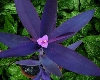Purple Heart Plant इस दुर्लभ पौधे के बारे में जानकर रह जाएंगे हैरान