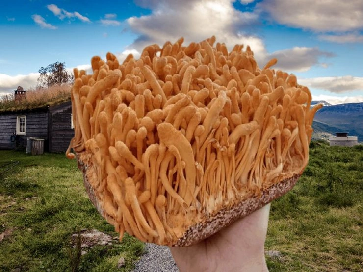 हिमालय की गोद में उगने वाले कीड़ा जड़ी मशरूम खाने के फायदे - keeda jadi mushroom Khane ke fayade