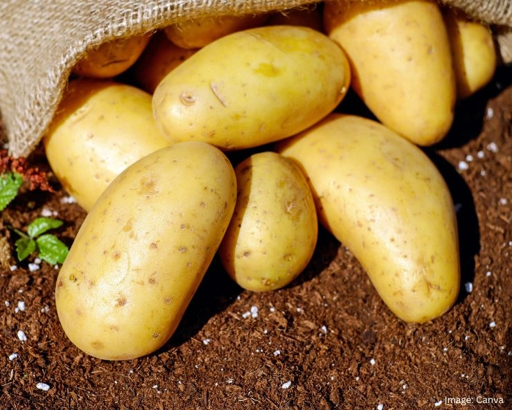 Potato Side Effects