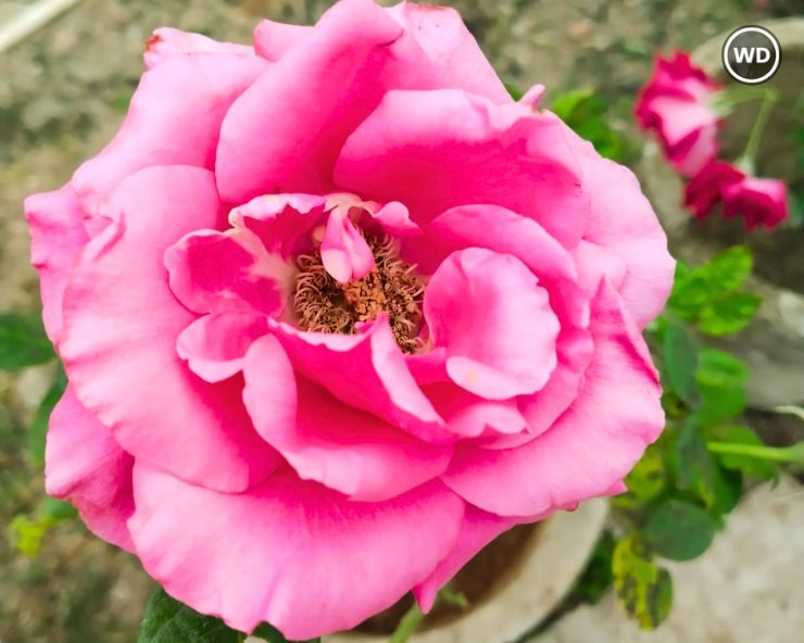 Rose Petals Benefits
