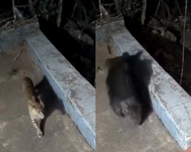 ऊटी में मचा हड़कंप, घर में घुसे तेंदुआ और भालू, वीडियो हुआ वायरल - The sight of leopard and bear in Ooty created panic