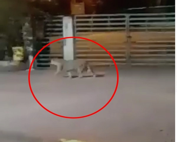 भोपाल की भोज यूनिवर्सिटी में घुसा तेंदुआ, कैंपस में घूमते आया नजर, दहशत में लोग - leopard movement in bhoj university video
