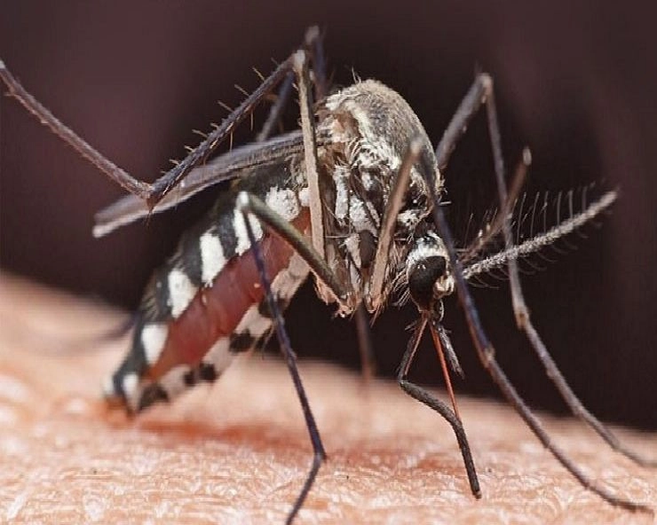 आज का चटपटा फनी चुटकुला: मच्छर और चिंटू जी मस्ती - Funny Comedy Jokes
