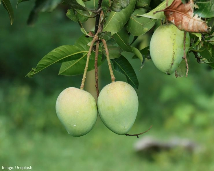 Green Mango Benefits