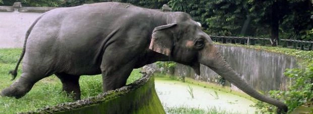 सिलिगुड़ी में जंगली हाथी ने मचाई तबाही