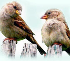 बाल कविता : चिड़िया का संदेश - Birds Poems in Hindi