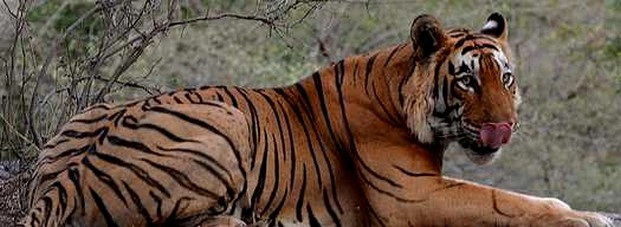 तेंदुए को मारकर खा गया बाघ - leopard killed by Tiger