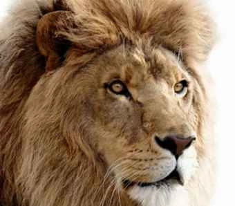 शेरनी को लगा बिजली का झटका, मौत - lion killed due to current