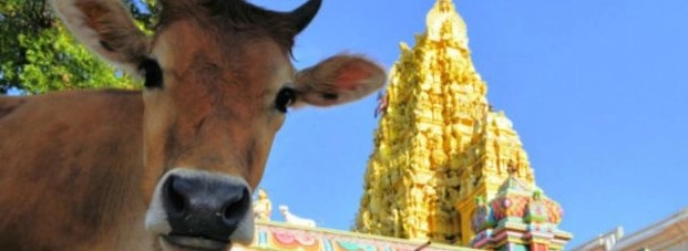 दिल्ली के कई होटलों में बिक रहा है गोमांस : विहिप - vhp wants strict implementation of beef ban in delhi