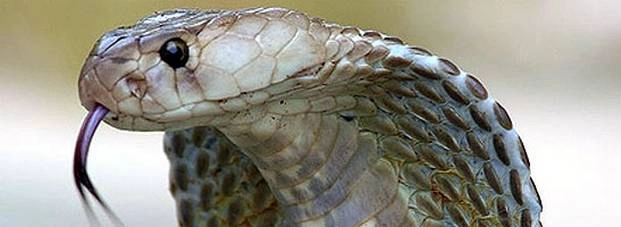 आयकर अधिकारी ने पकड़े 5 खतरनाक सांप - snake caught by income tax officer