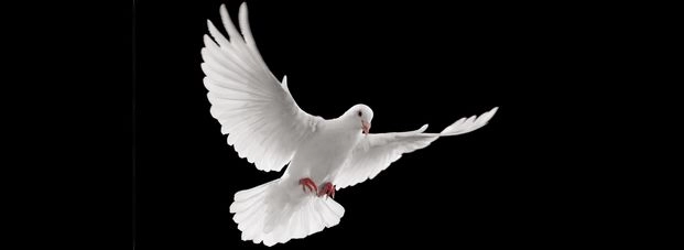 ‘पाकिस्तानी’ घुसपैठिए ने पंजाब में मचाई हलचल - Pakistani, infiltrator, pigeon, Border, Punjab, Secret message