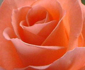 ब्यूटी टिप्स : गुलाबी सौंदर्य के लिए गुलाब - ब्यूटी टिप्स : गुलाबी सौंदर्य के लिए गुलाब