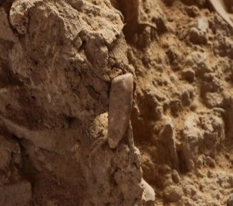 560,000 ವರ್ಷ ಪ್ರಾಚೀನ ಹಲ್ಲನ್ನು ಪತ್ತೆ ಮಾಡಿದ ಫ್ರೆಂಚ್ ಬಾಲಕಿ