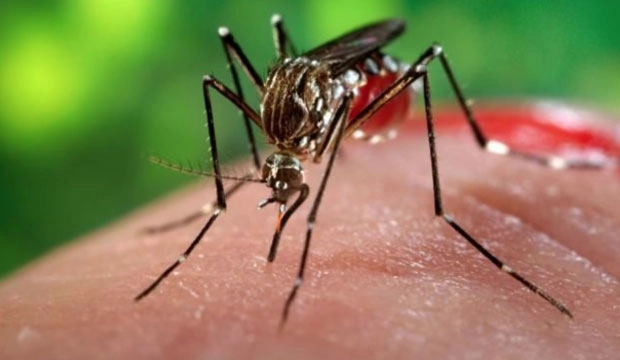 अब आ गई है चिकनगुनिया वायरस को पहचानने की नई तकनीक - Chikungunya Virus