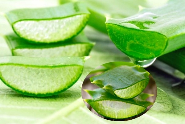 Aloe vera for Glowing Skin - ગ્લોઈંગ સ્કીન માટે એલોવેરાનો ઉપયોગ કરવાના ઉપાય