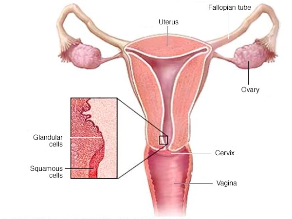 Cervical-Cancer विरुद्धचा (सर्वाइकल कैंसर)  लढा आता सोपा होणार, उद्या देशाला पहिली लस मिळणार आहे