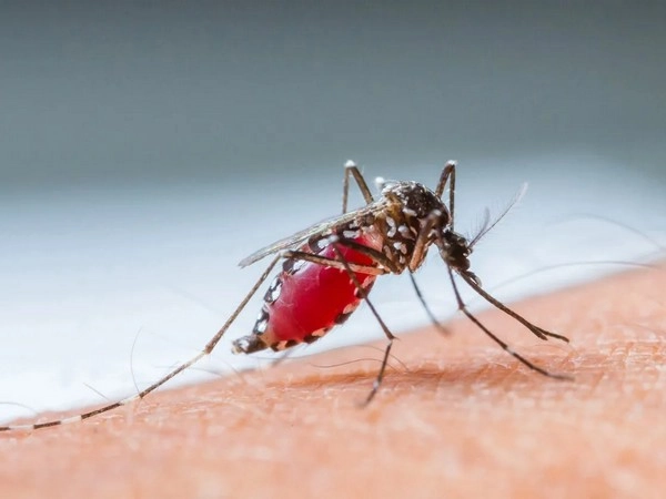 World Mosquito Day 2022: ഇന്ന് ലോക കൊതുക് ദിനം !