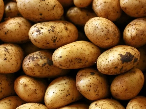 Potato health benefits: ഉരുളക്കിഴങ്ങ് കഴിക്കാറുണ്ടോ, ആരോഗ്യ ഗുണങ്ങള്‍ നിരവധി