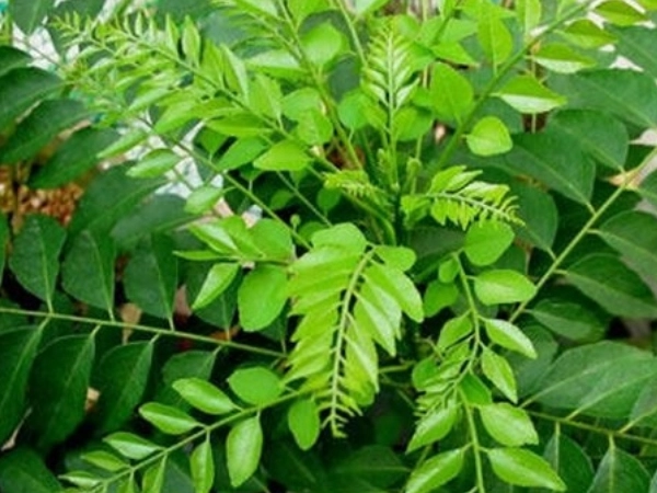Curry Leaf Plant At Home:  घराच्या या दिशेला कढीपत्त्याचे रोप लावल्यास सुख-समृद्धी येते