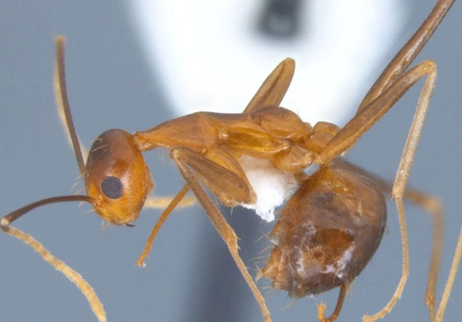 Yellow Crazy Ants:കന്നുകാലികളെയും വിളകളെയും ഉറുമ്പുകൾ നശിപ്പിക്കുന്നു, ഗ്രാമങ്ങൾ ഉപേക്ഷിച്ച് തമിഴ്‌നാട് ഡിണ്ടിഗൽ നിവാസികൾ