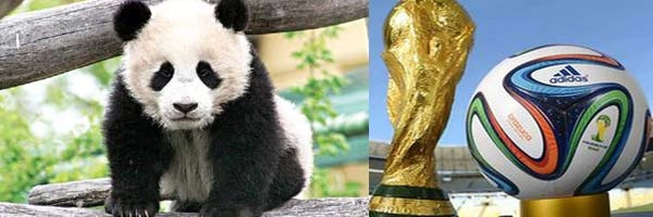 फुटबॉल वर्ल्डकपच्या भविष्यवाणीसाठी ‘पांडा’ तयार