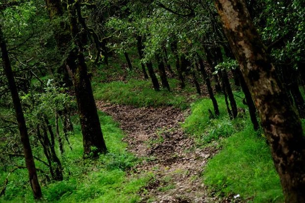 types of forest in india
