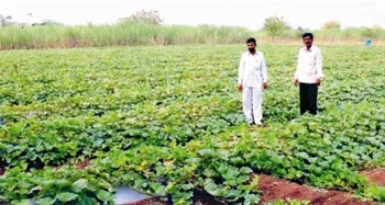 शेती : महाराष्ट्रात शेतजमीन खरेदी-विक्रीच्या नियमात 3 मोठे बदल