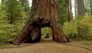 कॅलिफोनिर्यातील 'ते' प्राचीन झाड कोसळले
