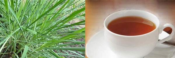 बागेतले औषध : गवती चहा